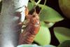 유지매미 Graptopsaltria nigrofuscata (Large Brown Cicada)