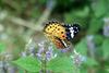 암끝검은표범나비(암컷) Argyreus hyperbius (Indian Fritillary Butterfly)