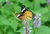 암끝검은표범나비(암컷) Argyreus hyperbius (Indian Fritillary Butterfly)