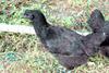 오골계 Gallus gallus domesticus (Korean Black Chicken)