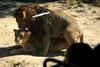 사자의 짝짓기 (대전동물원)