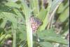 꼬리명주나비(암컷) Sericinus montela (Sericin Swallowtail Butterfly)