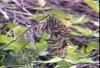 꼬리명주나비(암컷) Sericinus montela (Sericin Swallowtail Butterfly)