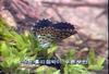 작은홍띠점박이푸른부전나비 Scolitandides orion
