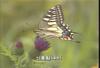 산호랑나비 Papilio machaon (Old World Swallowtail)