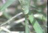 꼬리명주나비(알) Sericinus montela (Sericin Swallowtail)