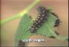 꼬리명주나비(유충) Sericinus montela (Sericin Swallowtail)