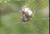 산왕거미 Araneus ventricosus (Spider)