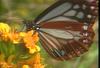 왕나비(제주왕나비) Parantica sita (Chestnut Tiger Butterfly)