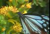 왕나비(제주왕나비) Parantica sita (Chestnut Tiger Butterfly)