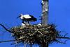 [남한 천연기념물 제199호] 황새 (Oriental White Stork)