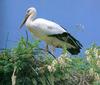 [남한 천연기념물 제199호] 황새 (Oriental White Stork)