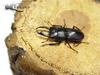 애사슴벌레 Macrodorcas rectus (Stag Beetle)