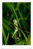 풀무치 Locusta migratoria (migratory locust)