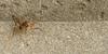 알락꼽등이 Diestrammena japonica (Camel Cricket)