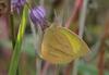 극남노랑나비 Eurema laeta (Spotless Grass Yellow)