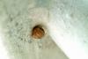 구석진 벽에서 쉬고 있는 달팽이 (Snail)