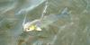 눈불개 Squaliobarbus curriculus (Barbel Chub)
