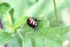 좀남색잎벌레 Gastrophysa atrocyanea (Leaf Beetle)