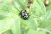 좀남색잎벌레 Gastrophysa atrocyanea (Leaf Beetle)
