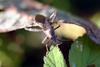 톱다리개미허리노린재 Riptortus clavatus (Bean Bug)
