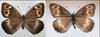 멸종위기 야생 동·식물 Ⅰ급《곤충류》: 산굴뚝나비 Eumenis autonoe
