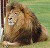 바바리사자(Barbary Lion/Panthera leo leo)