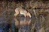 사람과 함께 살아가는 고라니 | 고라니 Hydropotes inermis argyropus (Korean Water Deer)