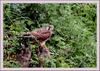 황조롱이 어린새 | 황조롱이 Falco tinnunculus (Common Kestrel)