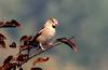 콩새 | 콩새 Coccothraustes coccothraustes (Hawfinch)