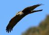 날 때의 모습 | 황조롱이 Falco tinnunculus (Common Kestrel)
