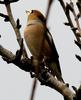 따뜻한 목도리 했네 / 콩새 | 콩새 Coccothraustes coccothraustes (Hawfinch)