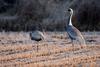 추위를 타는 어린새 | 재두루미 Grus vipio (white-naped crane)