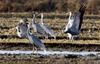 낯선 이방인 | 재두루미 Grus vipio (white-naped crane)