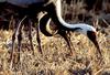 어미새를 따라 먹이활동하는 어린새 | 재두루미 Grus vipio (white-naped crane)