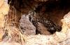 정겨운 시간 / 수리부엉이 | 수리부엉이 Bubo bubo (Eurasian Eagle Owl)