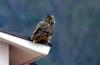 지붕 위의 수리부엉이 | 수리부엉이 Bubo bubo (Eurasian Eagle Owl)