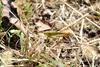 실베짱이 Phaneroptera falcata (Sickle-bearing bush-cricket)
