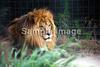 바바리사자(Barbary Lion/Panthera leo leo)