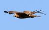 말똥가리의 여유있는 비행 | 말똥가리 Buteo buteo japonicus (Common Buzzard)