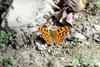 네발나비 Polygonia c-aureum (Asian Comma Butterfly)