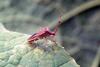 시골가시허리노린재 Cletus punctiger (Squash bug)