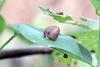 나뭇잎 위에서 쉬고 있는 달팽이