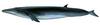 브라이드고래 Balaenoptera edeni (Bryde's Whale)