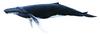 혹등고래 Megaptera novaeangliae (Humpback Whale)