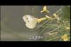 배추흰나비 Pieris rapae (Cabbage White)