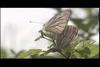 큰줄흰나비(짝짓기) Pieris melete (Gray-veined White Butterfly)