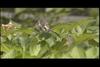 호랑나비(암컷의 교미 거부 행동) Papilio xuthus (Citrus Swallowtail)
