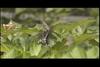 호랑나비(암컷의 교미 거부 행동) Papilio xuthus (Citrus Swallowtail)