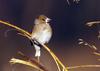 먹이 주변만 맴도는 콩새 | 콩새 Coccothraustes coccothraustes (Hawfinch)